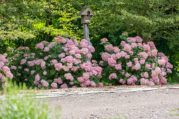 Botanic Gardens (14 of 40)