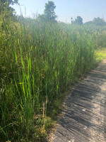 Findlay Park - by the soccer field