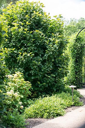Botanic Gardens (35 of 40)