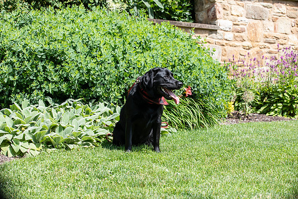 Botanic Gardens (38 of 40)