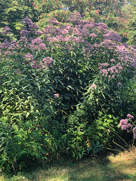 Wildflower Reserve