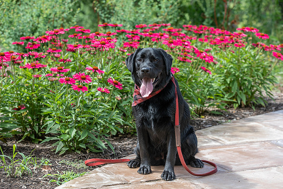 Botanic Gardens (26 of 40)