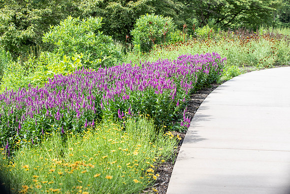 Botanic Gardens (21 of 40)