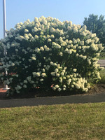 Findlay Park