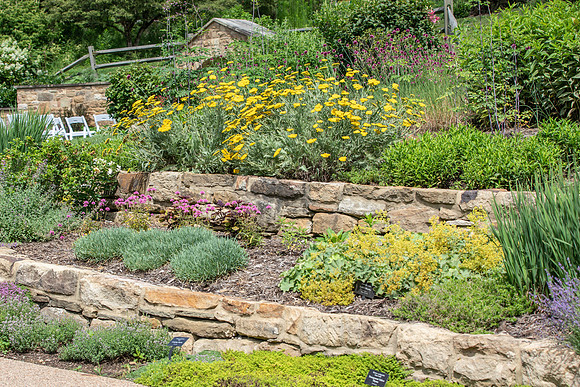 Botanic Gardens (34 of 40)